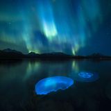 Zwei Mondquallen in einem Fjord, außerhalb der Stadt Tromsø vor dem Hintergrund der Polarlichter