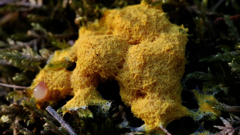 Mysteriöse "Hexenbutter" - Ein Superorganismus mit außergewöhnlichen Eigenschaften