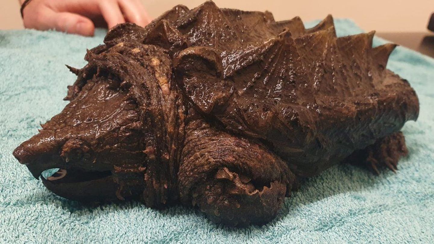 Tierwelt: Invasive Art: Gefährliche Alligatorschildkröte in britischem Tümpel entdeckt