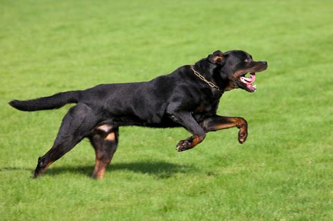 Ein Rottweiler auf einer Wiese
