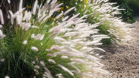 Büschel von Fountain Grass (Lampenputzergras Setaceum)