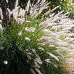 Büschel von Fountain Grass (Lampenputzergras Setaceum)