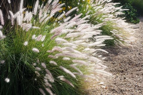 Büschel von Fountain Grass (Lampenputzergras Setaceum)