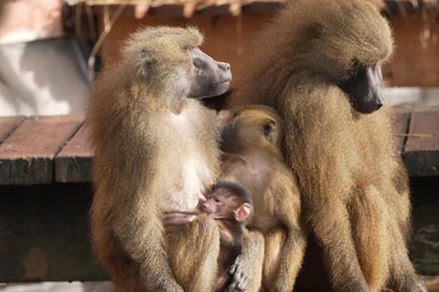 Affen sollen getötet werden: Drama im Nürnberger Tiergarten