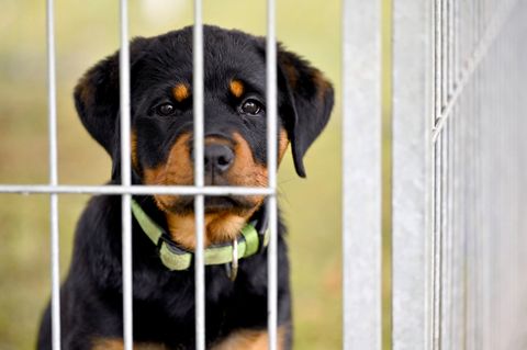 Ein Rottweiler guckt traurig in einem Tierheim durch Gitterstäbe