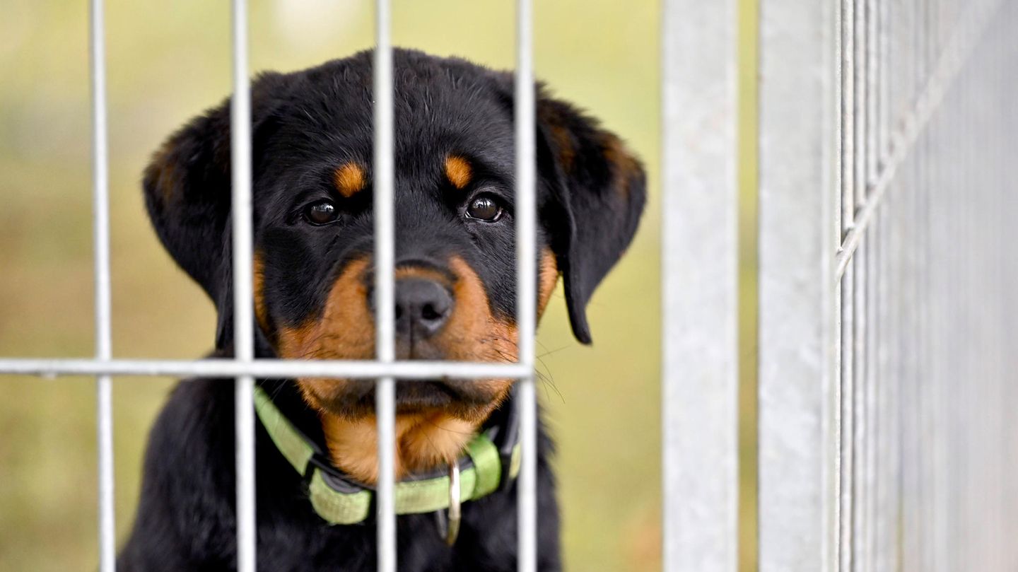 Ein Rottweiler guckt traurig in einem Tierheim durch Gitterstäbe