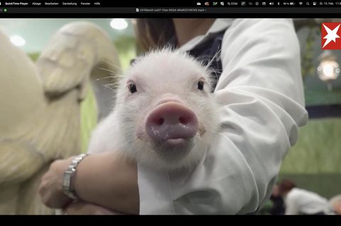 Tierschützer besorgt: Mini-Schweine zum Kuscheln: Cafés in Japan locken Kunden mit süßen Vierbeinern