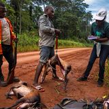 Kongo: Mitarbeiterin einer Naturschutzorganisation registriert die erlegten Antilopen in einem offiziellen Jagdgebiet