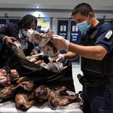Am Flughafen Charles de Gaulle, Paris, entdeckten Kontrolleure 2021 tonnenweise illegales Wildfleisch