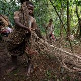 Die Mbuti-Pygmäen jagen im Okapi-Wildtierreservat mit Netzen aus Pflanzenfasern