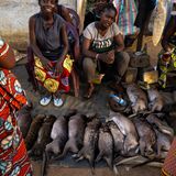 Verkäuferinnen im Kongo mit erlegten Wildtieren