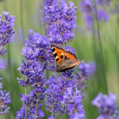 Eine selektive Fokusaufnahme von Kleiner Schildpatt auf Lavendelblüte