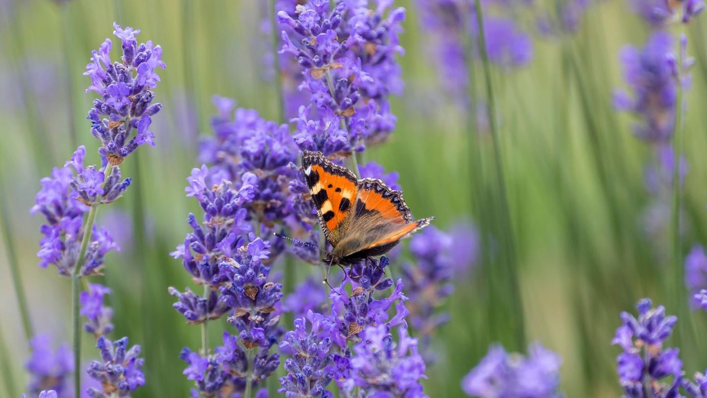 Frühjahr bis Herbst: Beitrag zum Artenschutz: Mit diesen Pflanzen locken Sie Schmetterlinge in den Garten