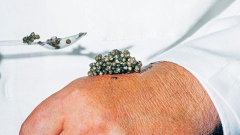 Der Züchter probiert frischen Kaviar vom Handrücken