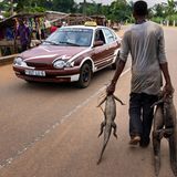 Ein Mann im Kongo geht mit drei toten Krokodilen in den Händen über eine Straße