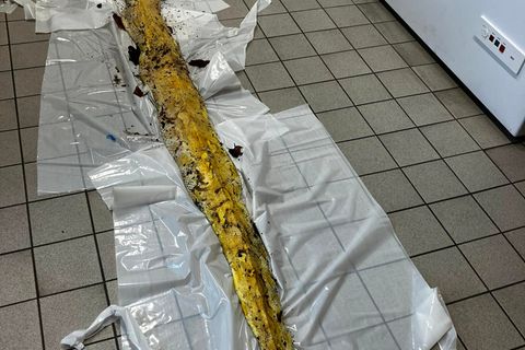 Die tote Riesenschlange liegt auf dem Fußboden der Veterinärmedizin des Bezirksamts