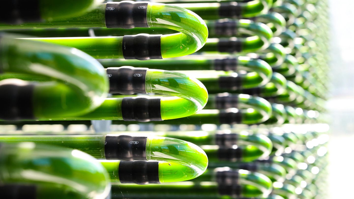 Algae from Saxony-Anhalt are intended to replace fossil raw materials