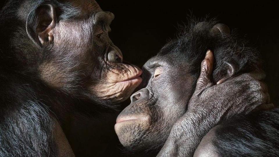 Bonobos führen ein vielfältiges Sozialleben. Sie tauschen Zärtlichkeiten aus und pflegen Freundschaften. Allerdings: Vertrauen, Wertschätzung, Empathie, ein Sich-hingezogen-Fühlen einem anderen Individuum gegenüber sind nicht nur bei Primaten zu finden