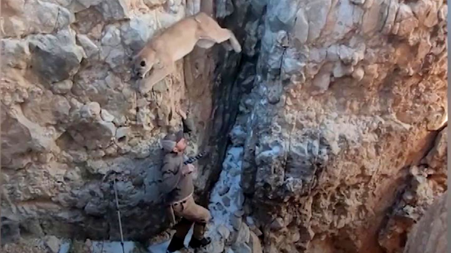 Forschungsprojekt in Arizona: Puma soll betäubt werden – doch die Wildkatze gerät in Panik