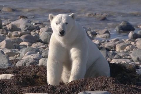 Eisbären wandern tiefer ins Land – Eismangel in Kanada
