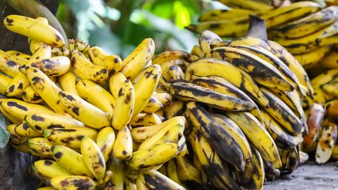 Bananen aus Ecuador: der Import nach Russland wurde von Putin gestoppt