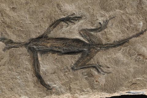 Tridentinosaurus antiquus: Berühmtes Fossil ist offenbar in Teilen eine Fälschung