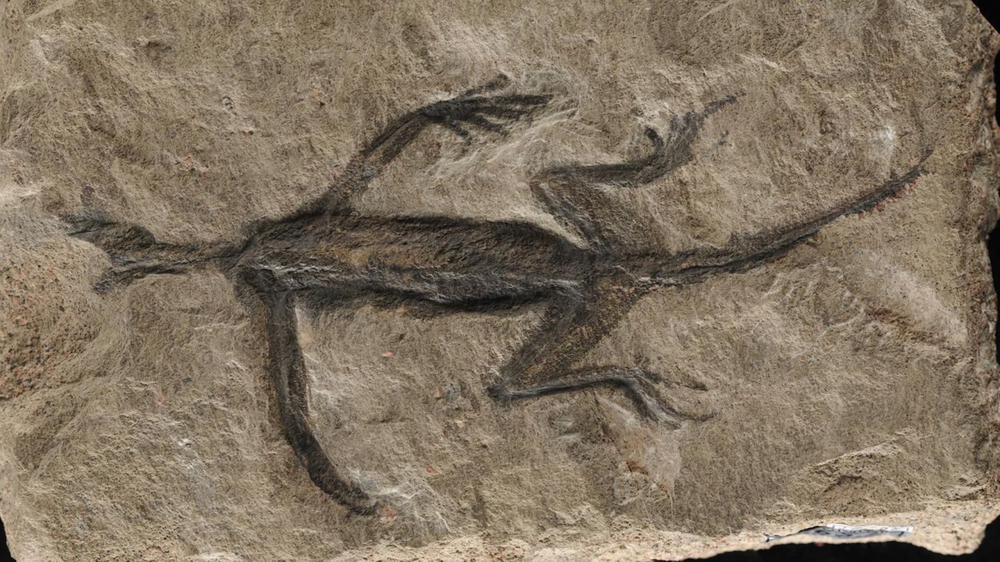 Tridentinosaurus antiquus: Berühmtes Fossil ist offenbar in Teilen eine Fälschung