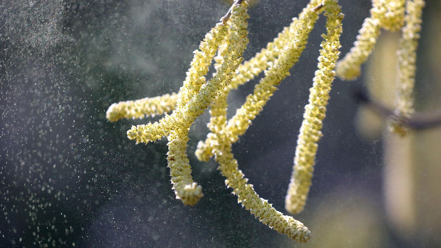 Pollen der Hasel fliegen durch eine Parkanlage