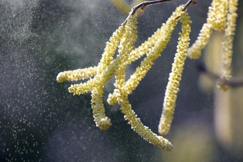 Pollen der Hasel fliegen durch eine Parkanlage