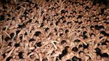 Saidaiji-Eyo Festival