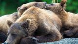 Drei Braunbären schlafen