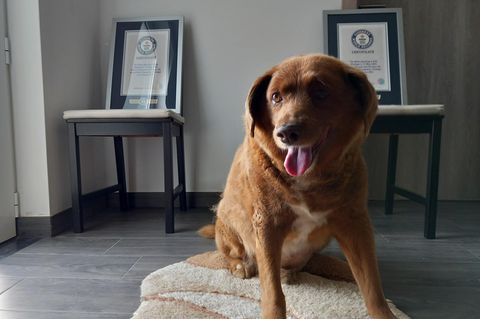 Der inzwischen verstorbene Hund Bobi, der als ältester Hund aller Zeiten galt
