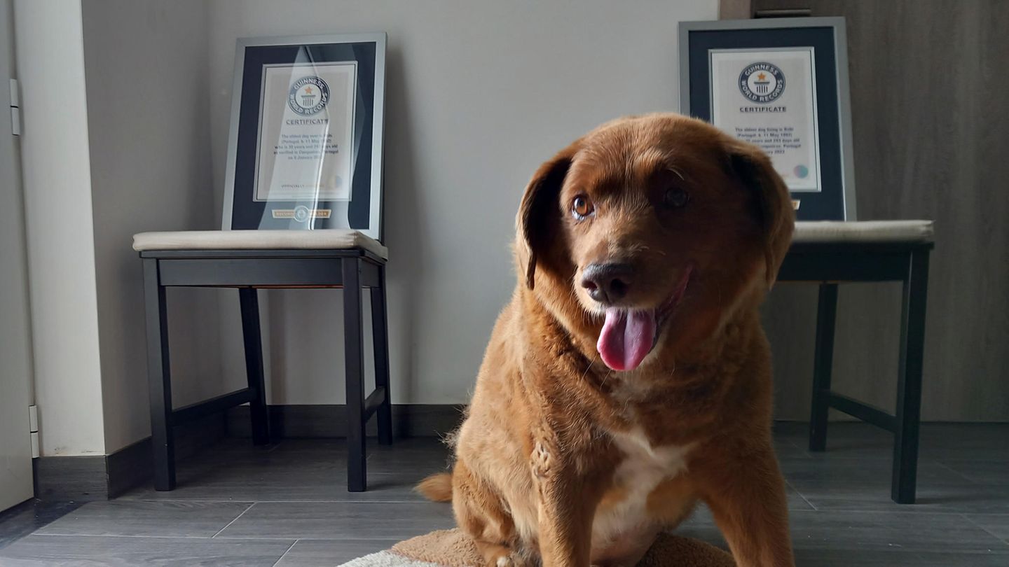 Der inzwischen verstorbene Hund Bobi, der als ältester Hund aller Zeiten galt