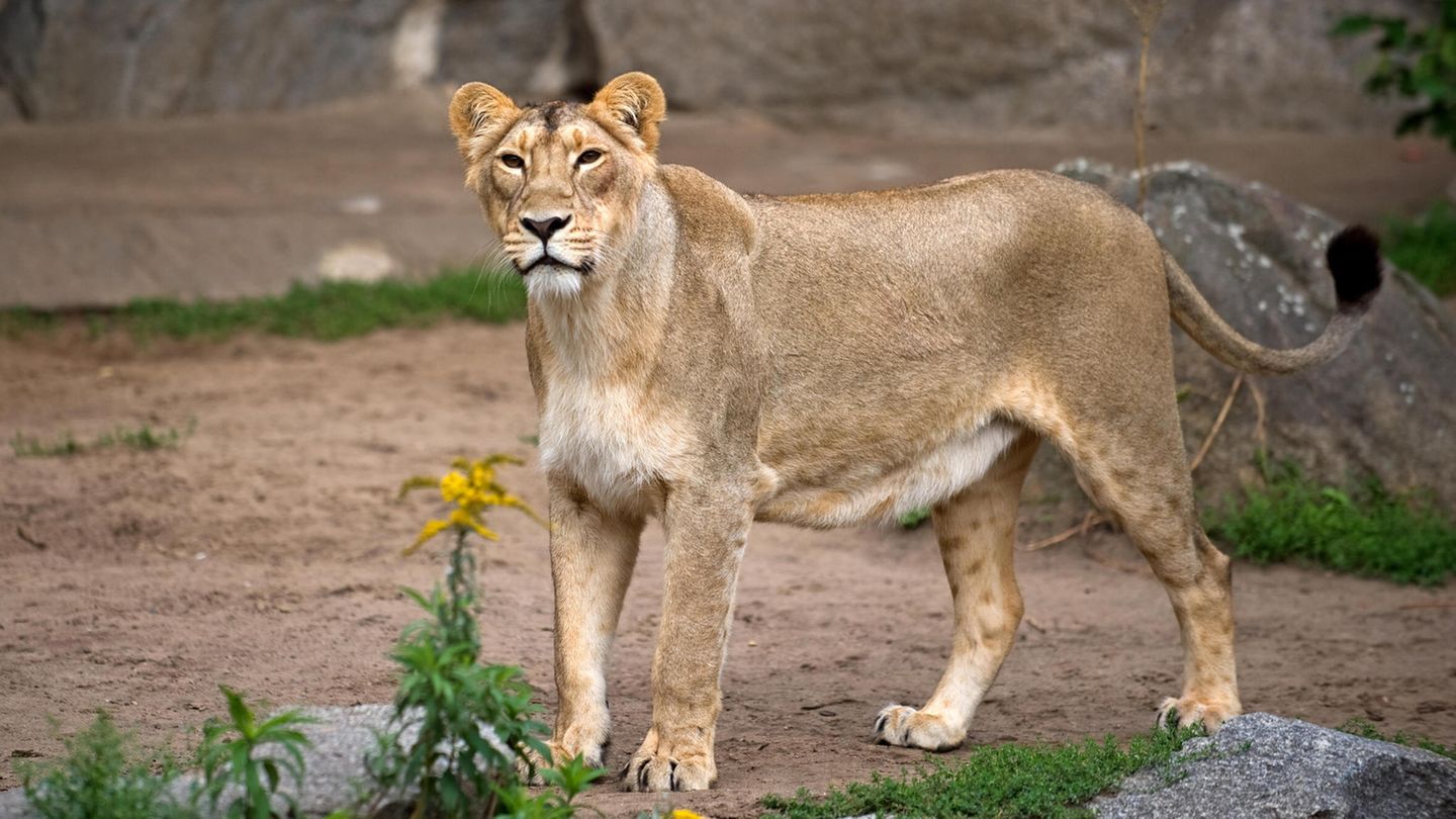 Zoo in Nigeria: Löwe tötet Tierarzt in Nigeria – der hatte das Rudel einst gerettet