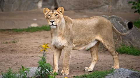 Tragischer Fall: Tierarzt wird von seinem selbst geretteten Löwen angefallen – und stirbt