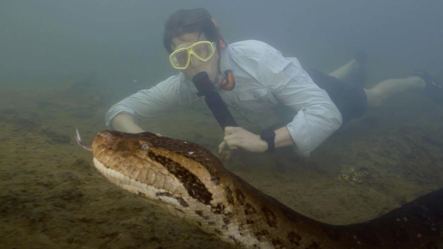 beeindruckende Entdeckung : Größte Schlange der Welt: Forscher entdecken Acht-Meter-Reptil im Amazonas