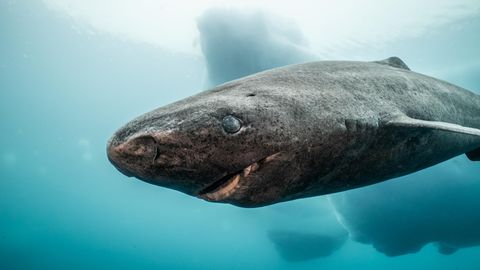 Grönlandhaie oder Eishaie sind noch ein echtes Mysterium für Artenforscher. Was man über sie weiß: Sie werden bis zu 500 Jahre alt und legen enorme Strecken zurück, doch warum und wohin ist schwer nachvollziehbar.    