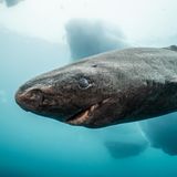 Grönlandhaie oder Eishaie sind noch ein echtes Mysterium für Artenforscher. Was man über sie weiß: Sie werden bis zu 500 Jahre alt und legen enorme Strecken zurück, doch warum und wohin ist schwer nachvollziehbar.    