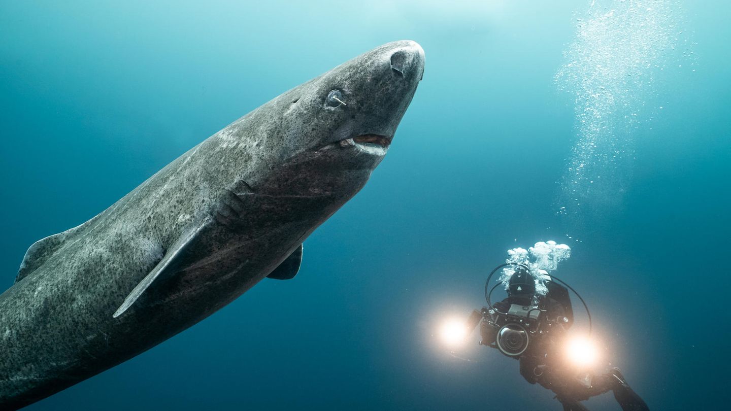 Grönland: Die Begegnung mit einem Eishai ist für die erfahrene Tierfilmerin Christina Karliczek ein echtes Highlight. Für sie ist die Unterwasserwelt noch immer ein Ort mit etlichen Geheimnissen, die es zu entdecken gilt: "Viele der Tierarten sind bisher immer noch nicht oder nur wenig gefilmt worden und das ist als Kamerafrau eine ganz besondere und aufregende Herausforderung", sagt sie im Gespräch mit dem stern. Die Begegnung mit einem Eishai ist für die erfahrene Tierfilmerin Christina Karliczek ein echtes Highlight. Für sie ist die Unterwasserwelt noch immer ein Ort mit etlichen Geheimnissen, die es zu entdecken gilt: "Viele der Tierarten sind bisher immer noch nicht oder nur wenig gefilmt worden und das ist als Kamerafrau eine ganz besondere und aufregende Herausforderung", sagt sie im Gespräch mit dem stern.