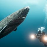 Die Begegnung mit einem Eishai ist für die erfahrene Tierfilmerin Christina Karliczek ein echtes Highlight. Für sie ist die Unterwasserwelt noch immer ein Ort mit etlichen Geheimnissen, die es zu entdecken gilt: "Viele der Tierarten sind bisher immer noch nicht oder nur wenig gefilmt worden und das ist als Kamerafrau eine ganz besondere und aufregende Herausforderung", sagt sie im Gespräch mit dem stern.   