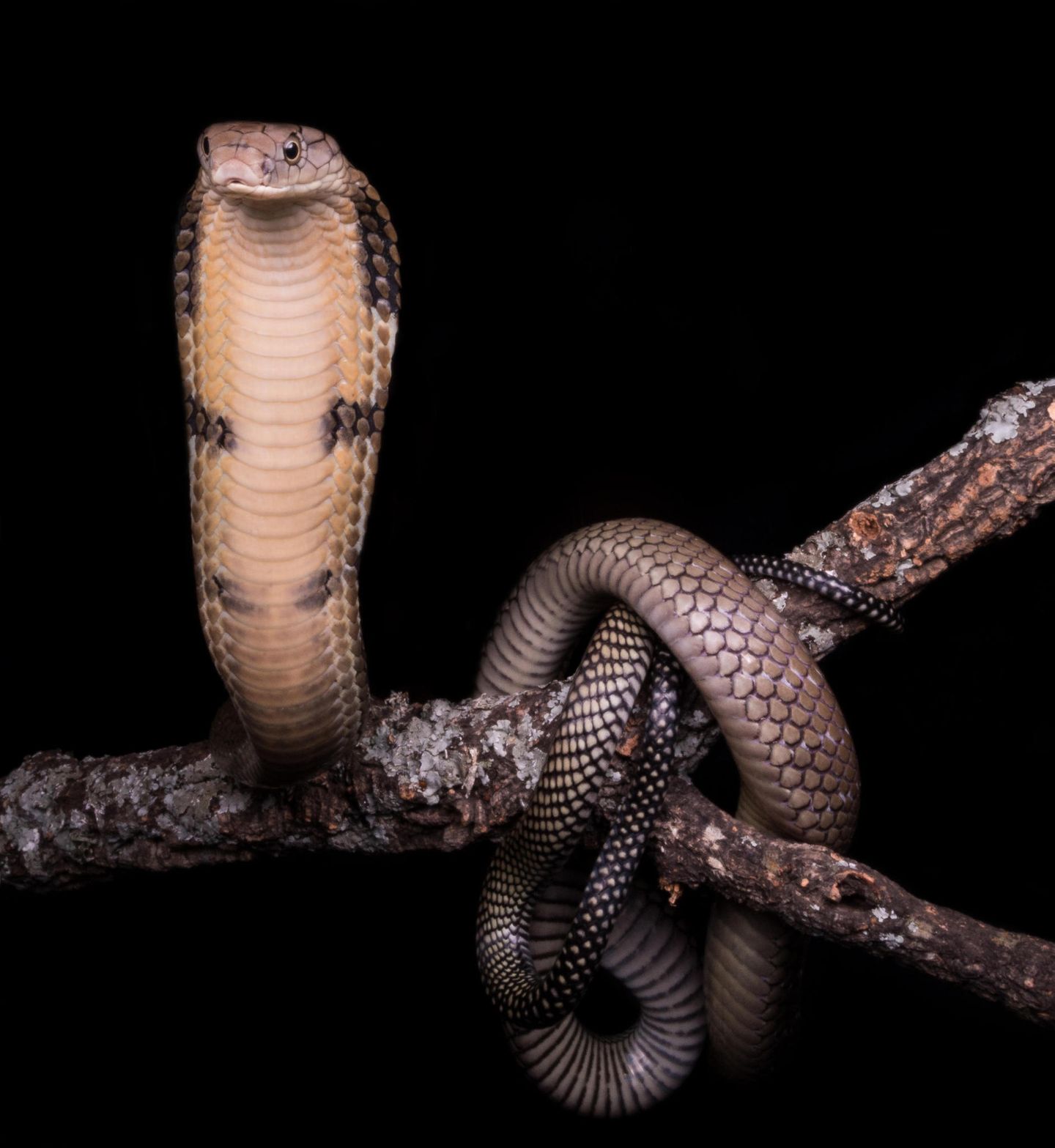 Königskobra an einem Ast, drohend.