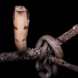 Königskobra an einem Ast, drohend.