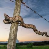 Junge Kolumbianische Rotschwanzboa (Boa constrictor constrictor), die sich entlang eines Stacheldrahtzauns bewegt.
