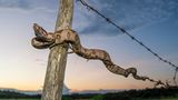 Junge Kolumbianische Rotschwanzboa (Boa constrictor constrictor), die sich entlang eines Stacheldrahtzauns bewegt.