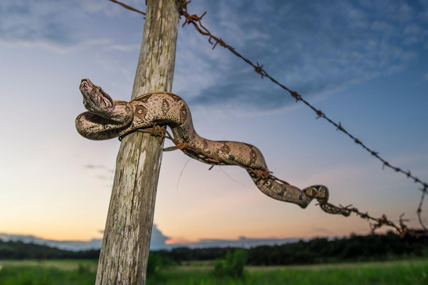 Junge Kolumbianische Rotschwanzboa (Boa constrictor constrictor), die sich entlang eines Stacheldrahtzauns bewegt.