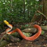 Gelbköpfige Calico-Schlange (Oxyrhopus formosus), Alttier, beim Klettern auf einer Liane im Lebensraum im Wald.