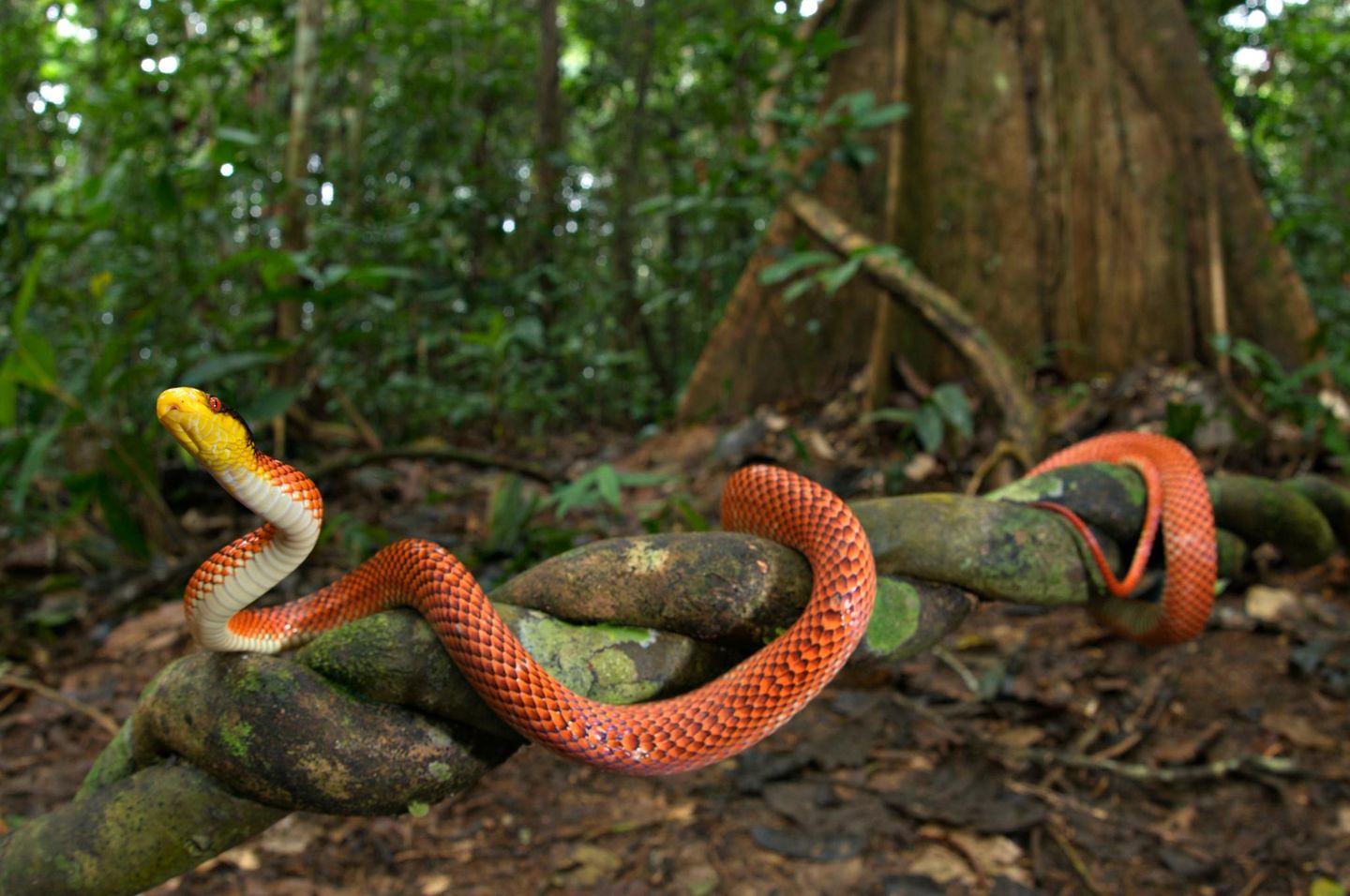 Gelbköpfige Calico-Schlange (Oxyrhopus formosus), Alttier, beim Klettern auf einer Liane im Lebensraum im Wald.