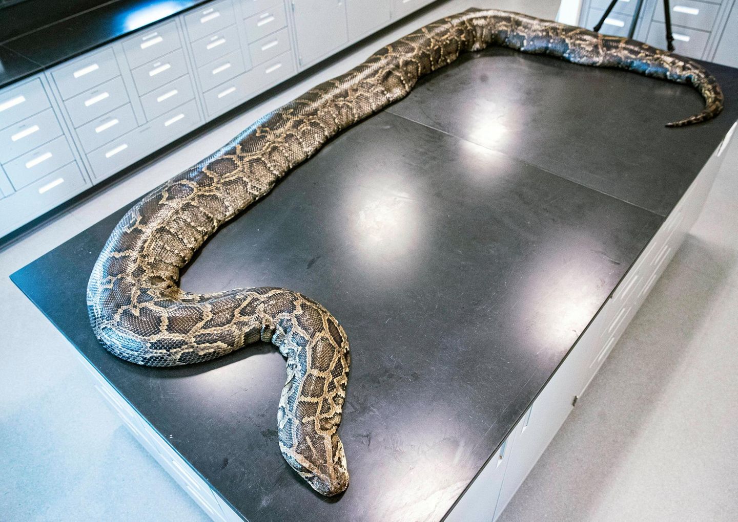 Größte invasive birmanische Python auf einem Untersuchungstisch