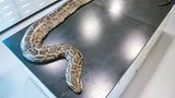 Größte invasive birmanische Python auf einem Untersuchungstisch