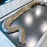Größte invasive birmanische Python auf einem Untersuchungstisch
